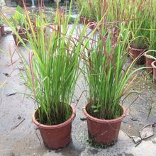 日本血草水生植物血茅草耐热户外庭院水池绿植净化水质四季好养