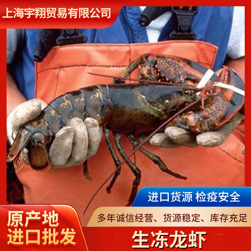 厂家现货波士顿龙虾 活体水产海鲜鲜活速冻烧烤 波斯顿大虾-阿里巴巴