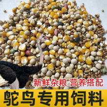 颗粒玉米营养赛飞通用专用粮50斤鸽子粮赛信鸽肉鸽50斤饲料鸽粮