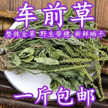 厂家直销材野生整颗车前干新鲜晒干车前泡茶泡水车前茶