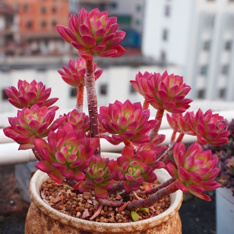 红稚莲老桩超大露养多肉植物新手好养办公室装饰盆栽组合肉肉植物