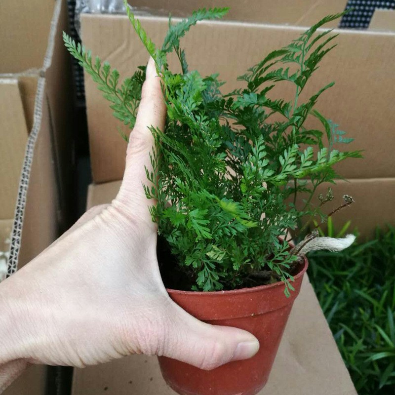 狼尾蕨 水陆缸假山微景观生态瓶蕨类 吸水石室内绿植盆栽雨林植物