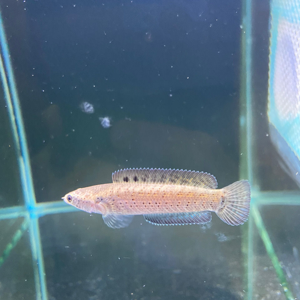 雷龙幻彩蓝宝石雷龙蓝宝石中大型热带鱼包邮稀有鱼雷龙鱼活体