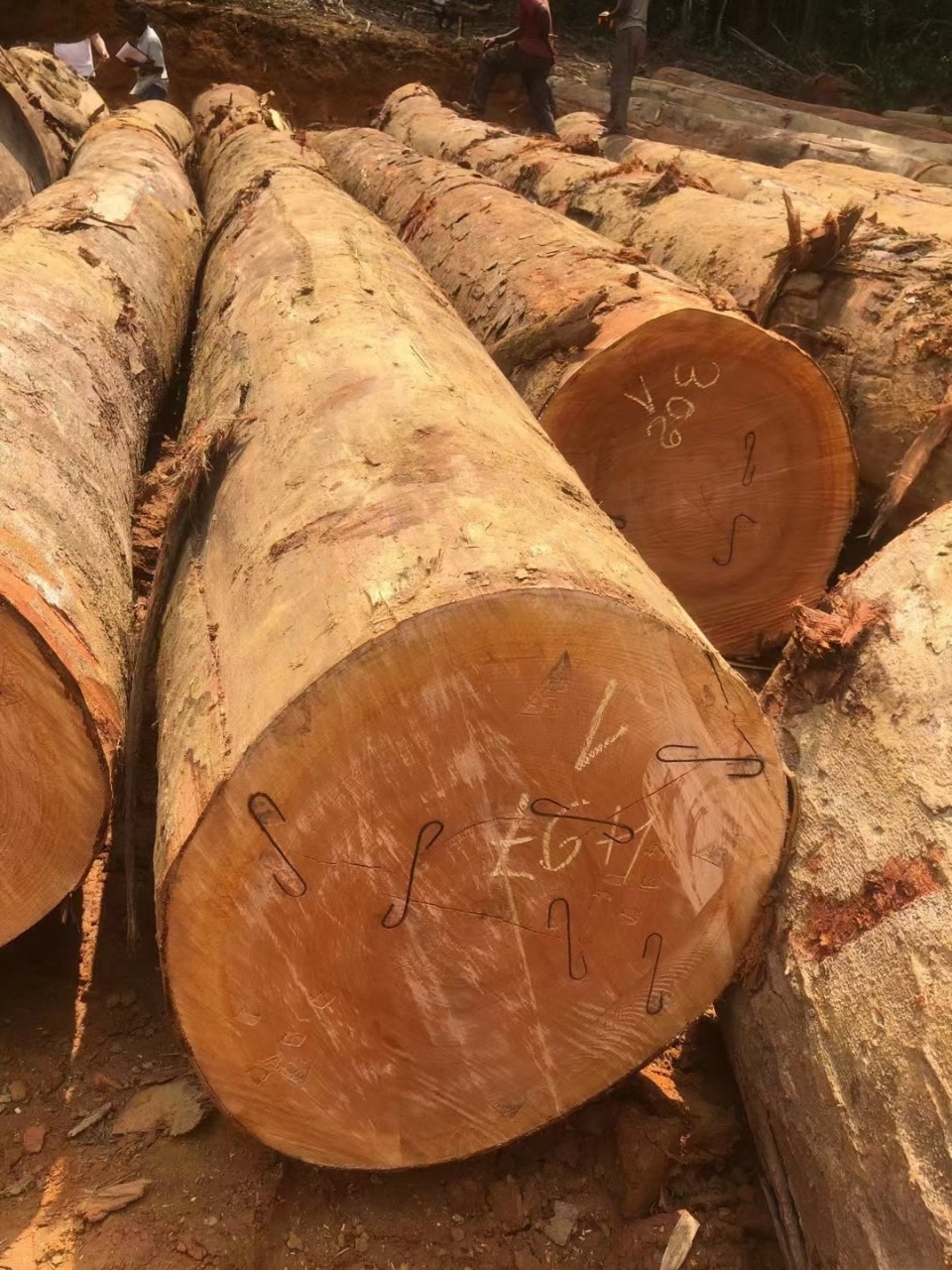 非洲黄花梨巴蒂原木户外木材高端硬木寺庙古建筑凉亭