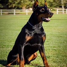 迷你宾莎(迷你杜宾)cku犬舍,小诺出品,必出精品!_阿里巴巴找货神器