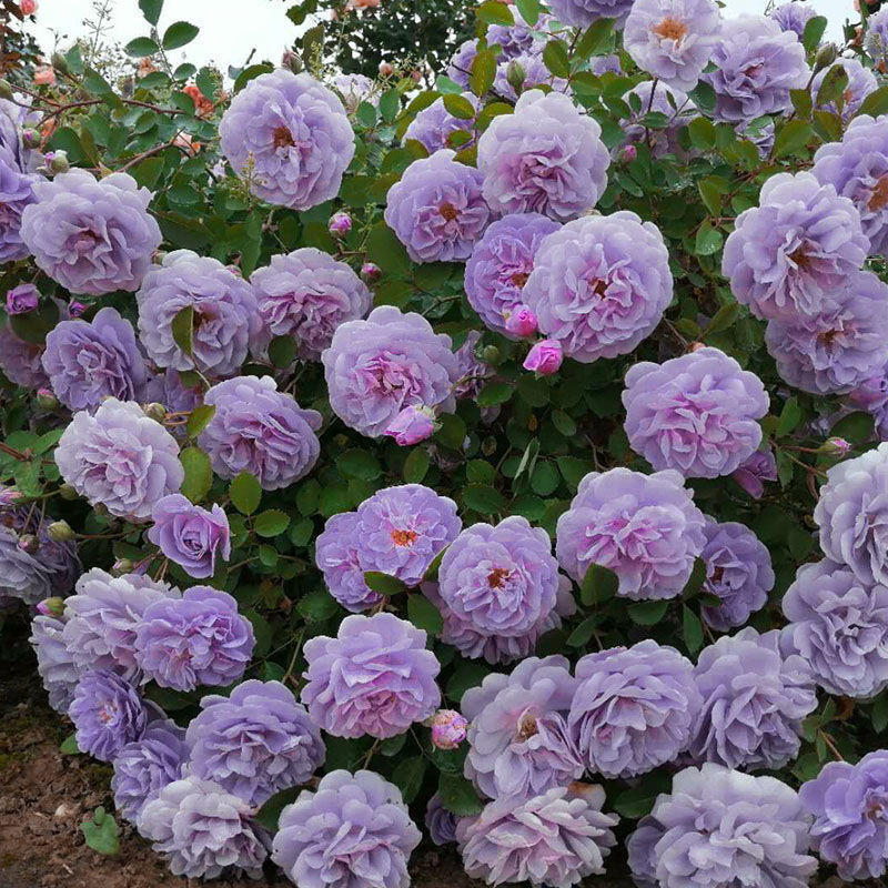 爬墙花卉四季藤本月季花苗特大花蔷薇花苗开花龙沙宝石攀爬墙植物