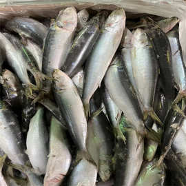 批发新鲜冷冻沙丁鱼 七星沙丁 罐头原料类 金枪鱼饵料批发