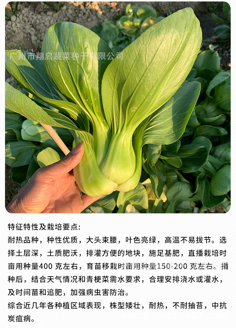 建南2号青梗菜种子金品二号上海青种籽大头束腰蔬菜种孑公司批发