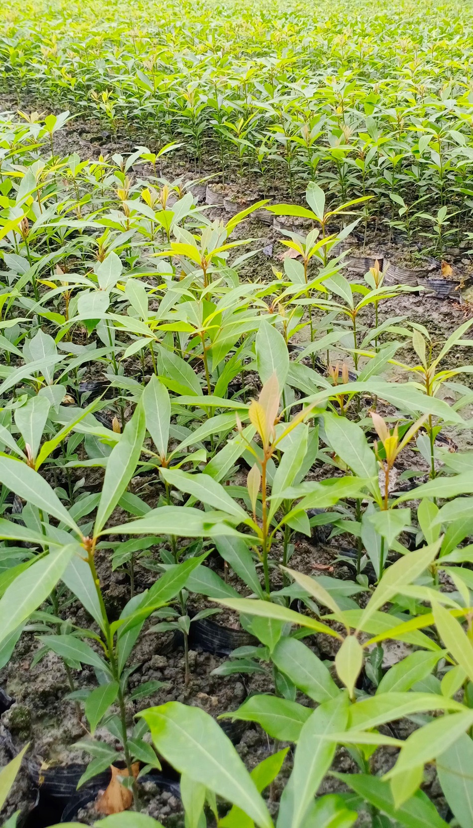 小叶桢楠杯苗 金丝楠木 细叶桢楠苗子 四川园林绿化苗木