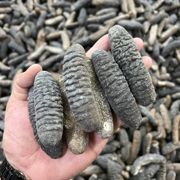 明秃参金沙参海参干货明突参酒店食材淡干海参光秃参 精选货