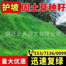 草坪种子草籽四季常青免修剪狗牙根护坡草皮耐寒黑麦草绿化草种孑