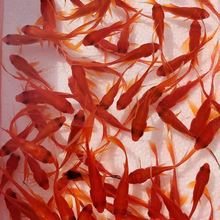 蓝吉鱼吉罗鱼鱼苗观赏鱼鱼苗淡水鱼观赏鱼新光唇吉祥鱼保罗苗异口