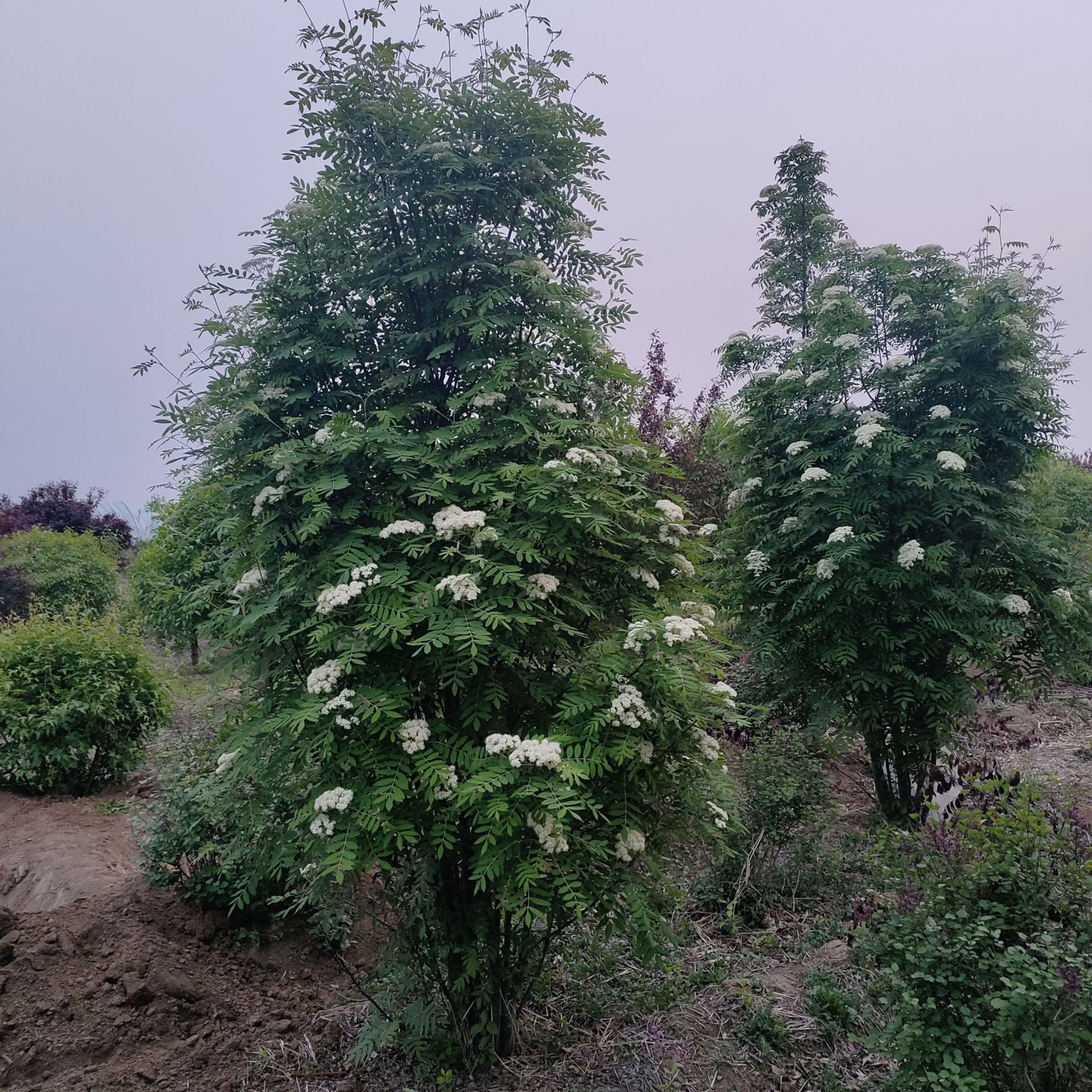 丛生花楸 百花花楸 东北红花楸 抗寒抗旱花楸树 水榆花楸-阿里巴巴