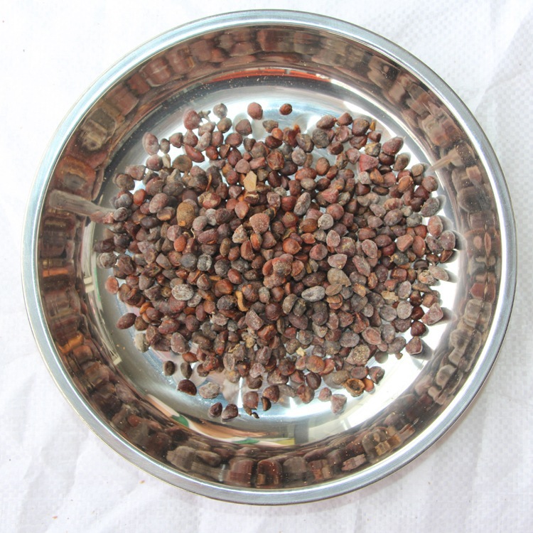 批发乐昌含笑种子 颗粒饱满 新采乐昌含笑种子 量大优惠