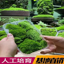 青苔苔藓植物鲜活白发藓生态瓶微景观diy盆栽室内兰花假山造景新