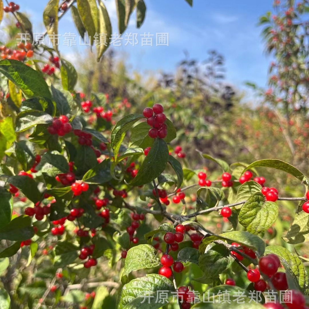 苗圃批发灌木金银忍冬红花忍冬绿篱苗工程绿化蓝叶忍冬树苗金银木