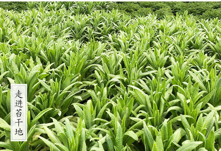 新货贡菜干特级无叶苔干响菜苔菜干货脱水蔬菜农家土特产非莴笋干
