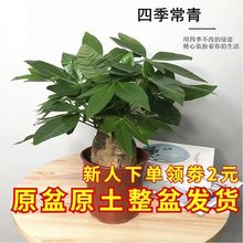 发财树盆栽植物室客厅办公室招财树发财树树桩四季常青植物代发