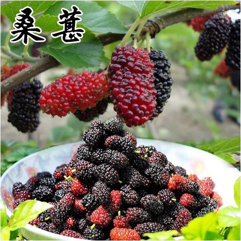 桑树种子大叶强农桑蚕桑子养蚕桑饲料桑桂桑 四季种植野生桑葚子