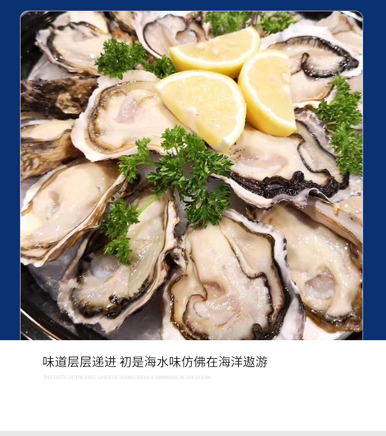 法国原装水晶生蚝批发 酒楼餐厅日料店生蚝招商供应 生蚝大量批发