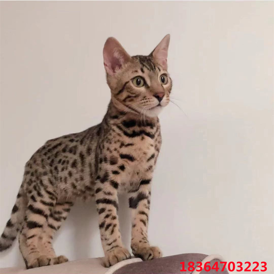 出售纯 种孟加拉豹猫幼猫活体家养小型宠物猫豹猫幼崽豹纹猫咪