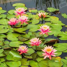 睡莲荷花基地批发带花苞池塘盆栽花卉庭院鱼缸湿地景观水生植物