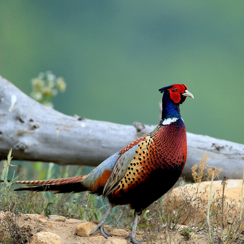 散养七彩山鸡活苗价格现货供应公母七彩山鸡价格便宜幼苗活体出售