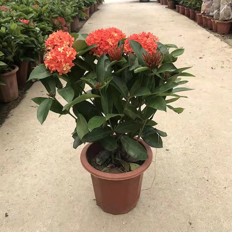 龙船花盆栽室外庭院花园室内阳台四季开花植物绣球绿植带花苞好养