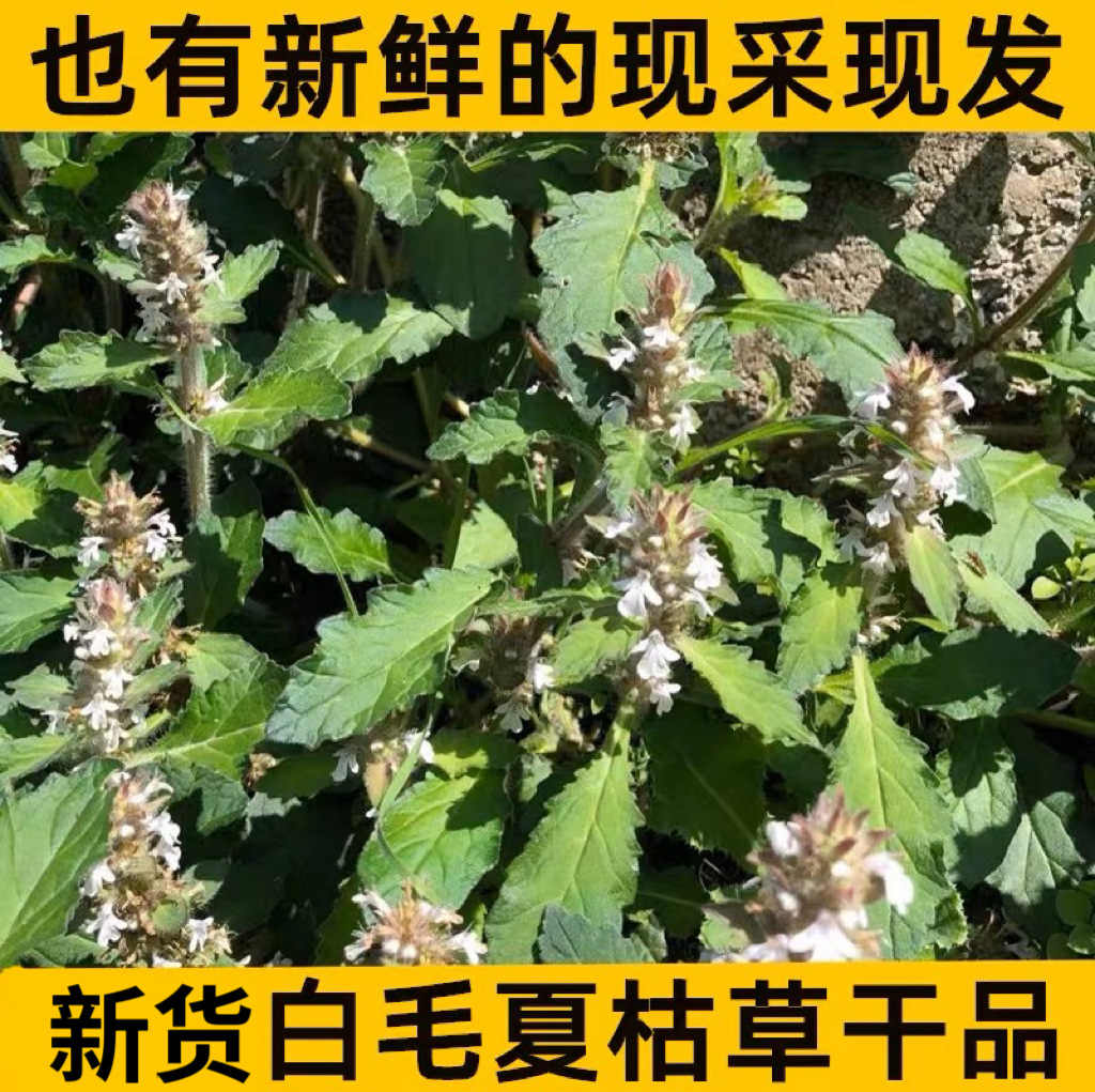 材苦草干 白毛夏枯草 筋骨草 干货500克 也有现挖五味子包装-阿里巴巴