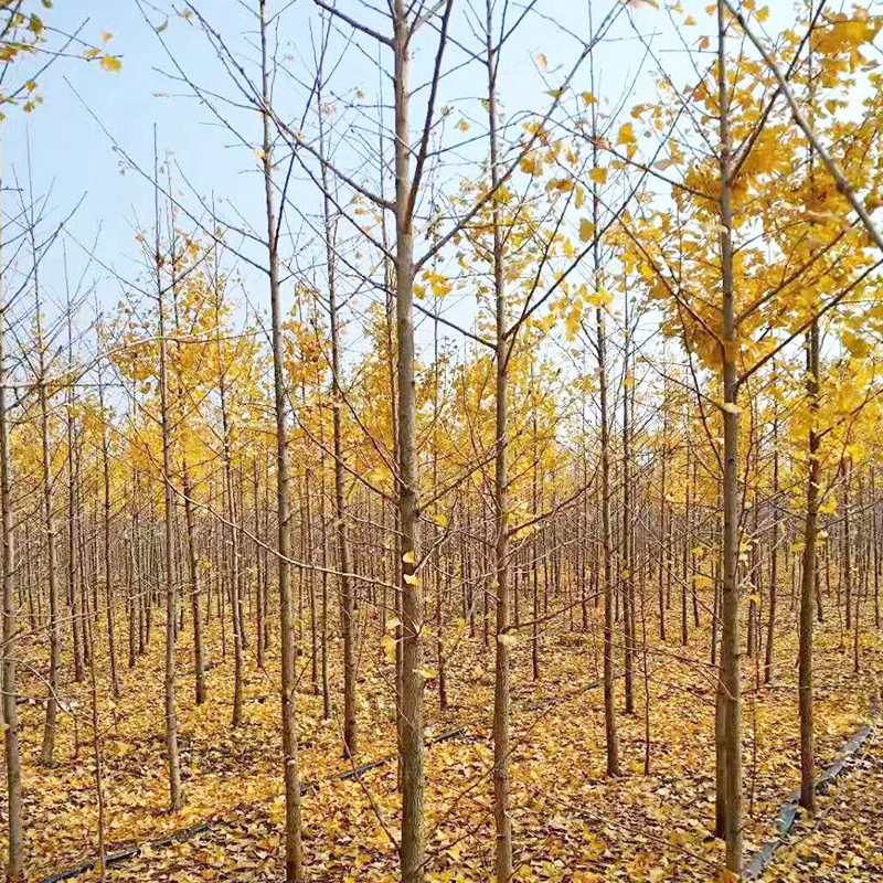 基地批发银杏树苗 白果树小树苗 银杏小苗 量大优惠 苗圃造林苗木