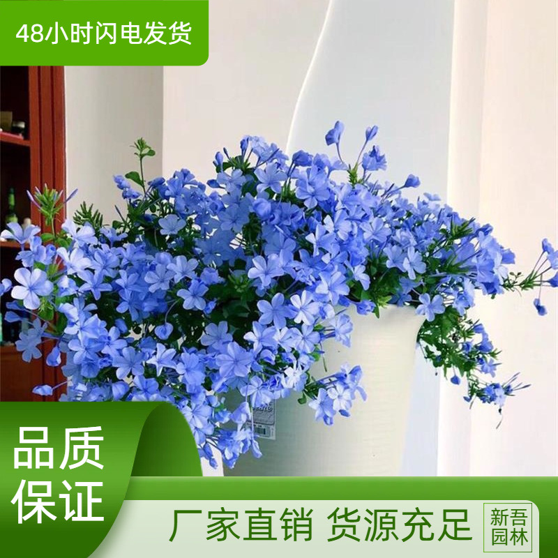 蓝雪花盆栽苗花卉观花植物室内室外花阳台四季爬藤花庭院办公桌