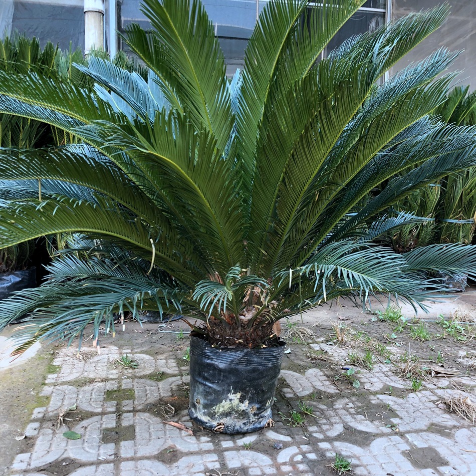 苏铁 铁树 凤尾铁 凤尾蕉 凤尾松盆栽 园林绿化苗木棕榈科植物