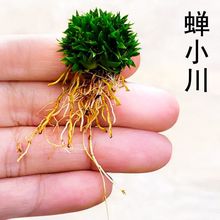 微型盆景贵船苔菖蒲带艺天鹅绒蝉小川日本极姬水陆缸造景水培附石