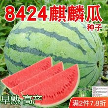 8424麒麟少籽西瓜种子 无籽特大高产巨型甜王南方四季水果种孑