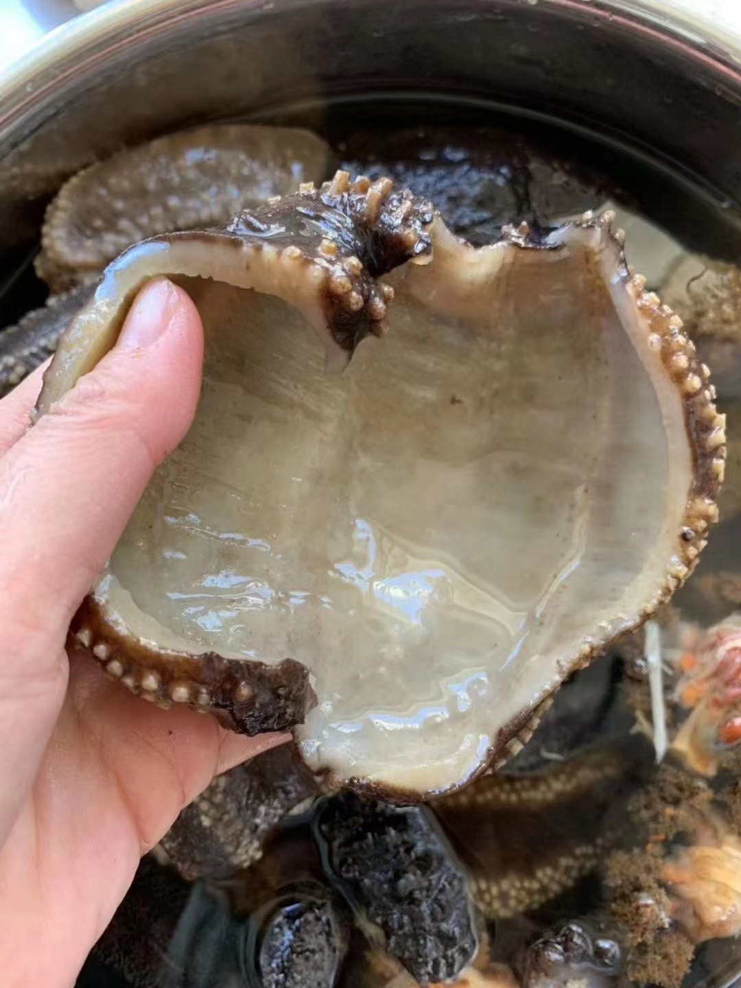 产地直供 俄罗斯海参皮淡干野生水产干货500g 俄罗斯去筋有筋参皮