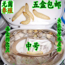 玉米虫活虫蜜虫葡萄密虫大蜡螟幼虫钓饵鸟虫高蛋白宠物口粮