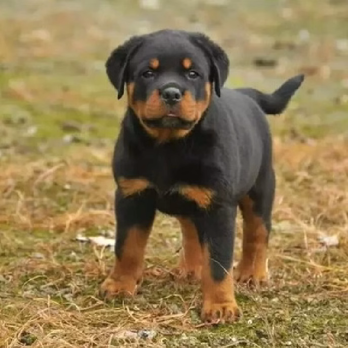 纯种罗威纳幼犬活体罗威纳犬赛级双血统德系护卫犬罗威纳宠物狗狗