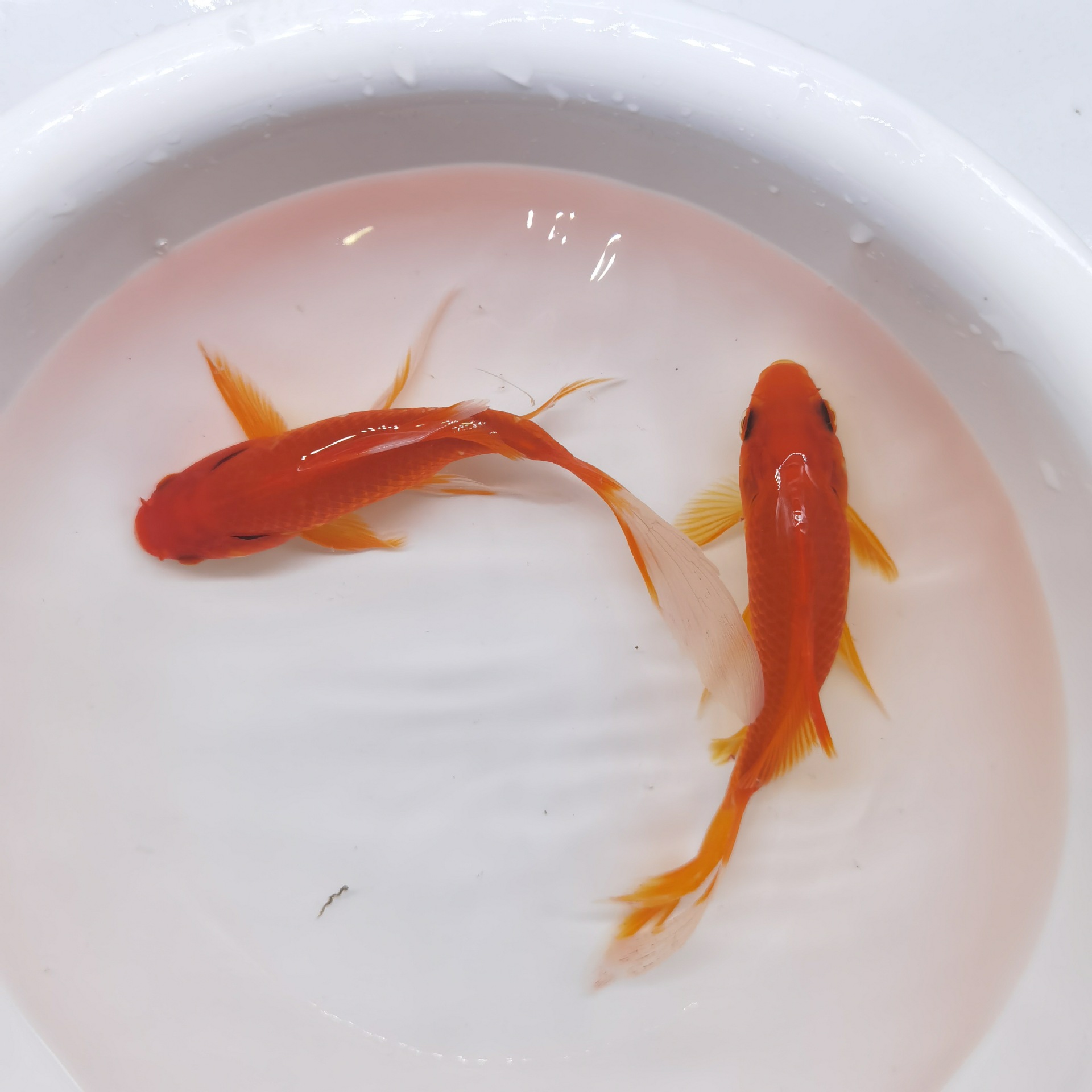 红草鱼锦鲫鱼龙鱼饲料活体鱼冷水鱼活体鱼批发 (代理发货)