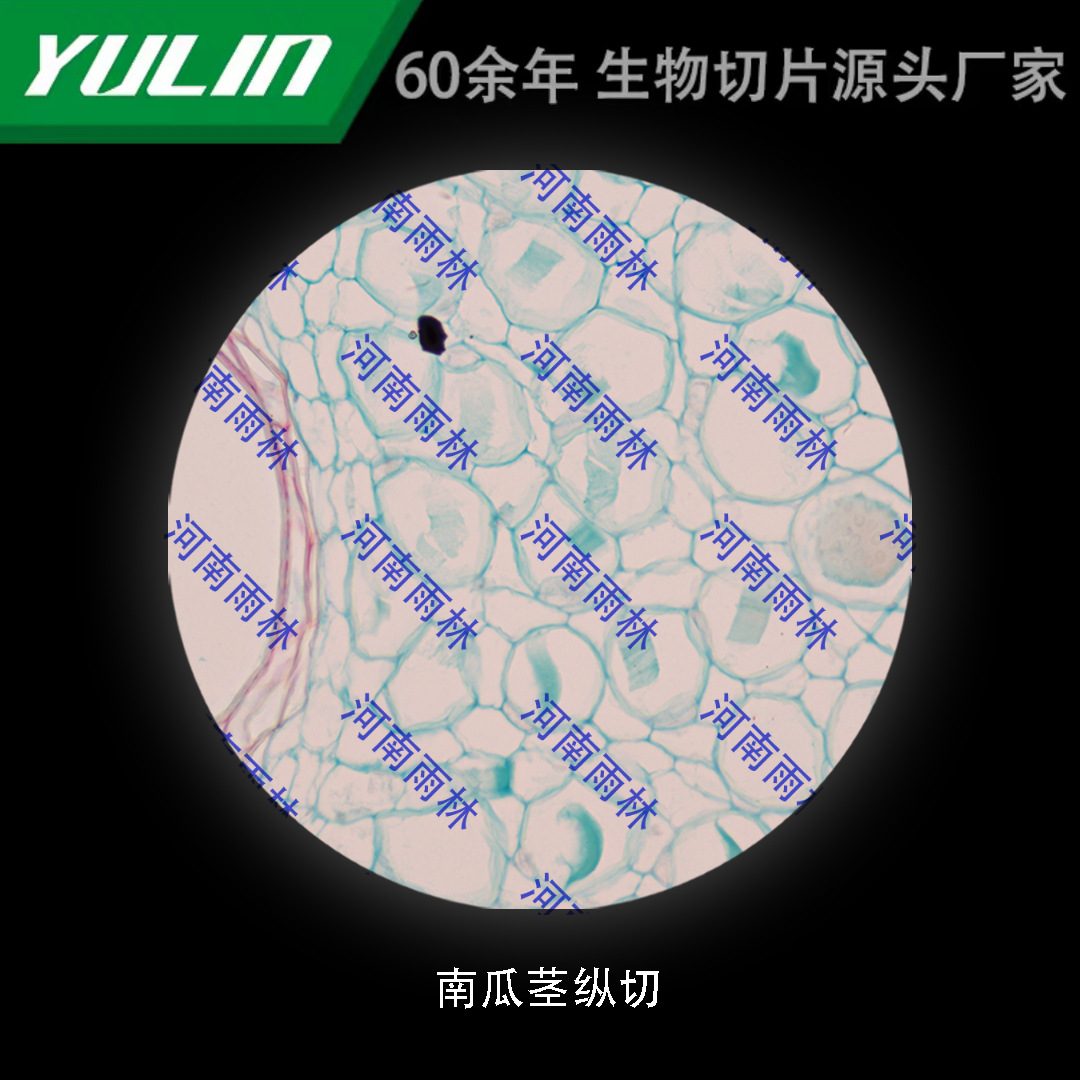 南瓜茎纵切高校医学院校用组织病理石蜡玻片标本显微镜-阿里巴巴