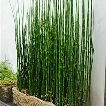 庭院造景水池绿植批发木贼植物水培苗木盆栽常绿植物笔管草笔杆草