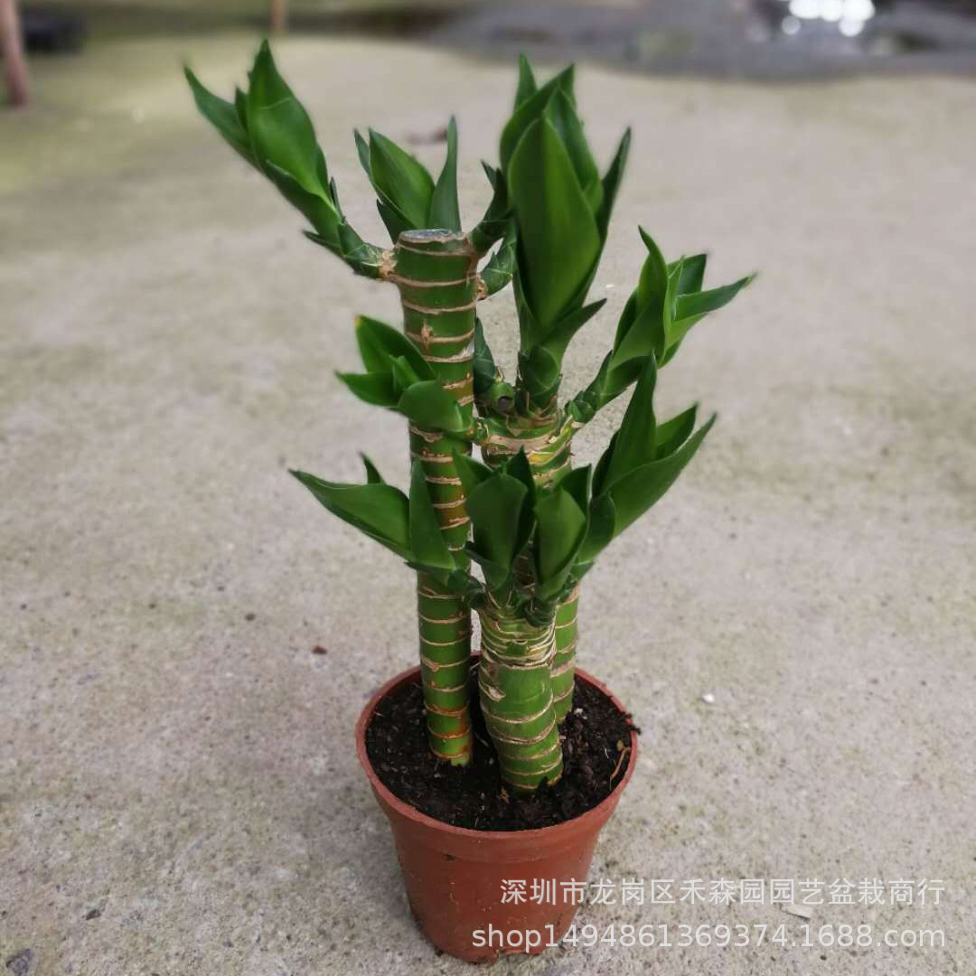 步步高富贵竹小盆栽花卉批发室内观赏创意造型盆栽转运竹开运竹