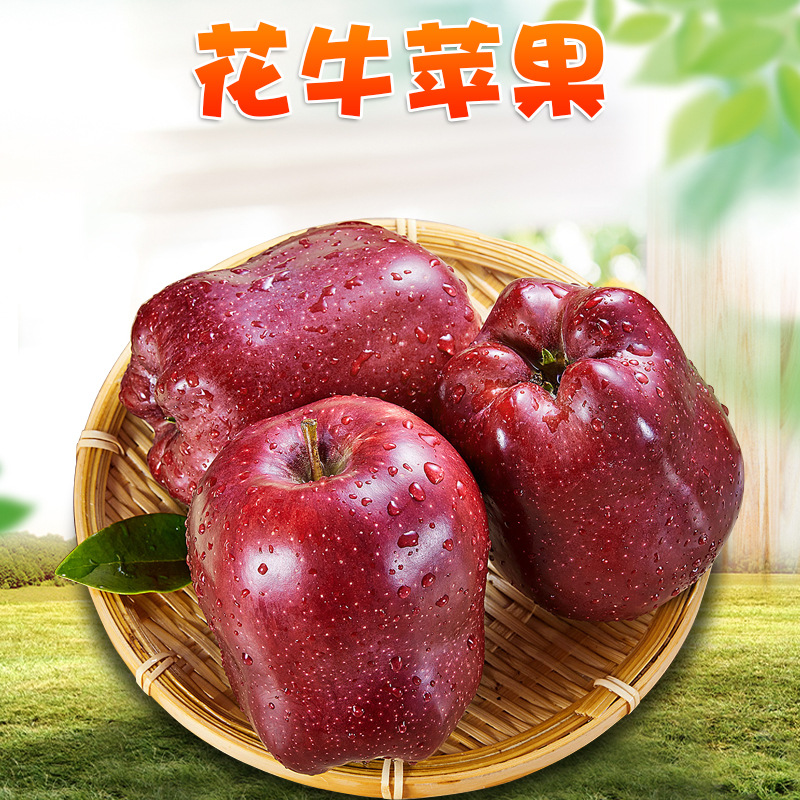 甘肃天水花牛苹果 代发6斤礼盒红蛇果粉面宝宝辅食红苹果新鲜水果