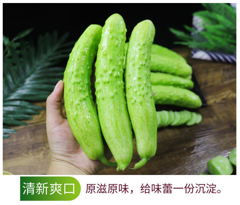 白黄瓜海阳白皮白玉黄瓜脆嫩小黄瓜新鲜蔬菜