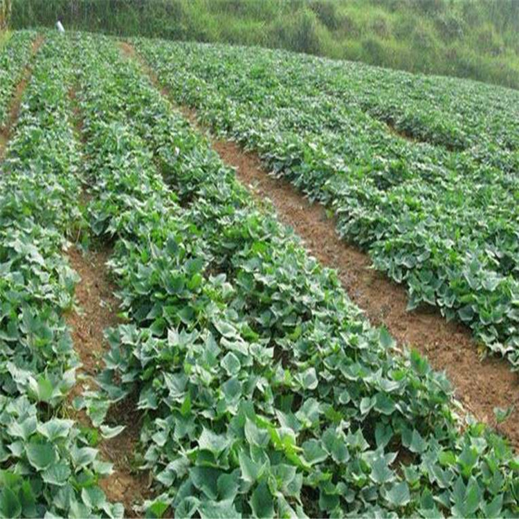 新鲜红薯苗地瓜苗秧子红心糖心水果红薯种苗番薯叶苗种植山东乐农