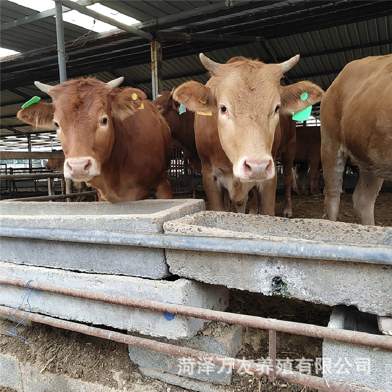 出售鲁西黄牛 育肥鲁西黄牛 杂交肉牛犊养殖利木赞牛