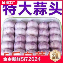 金乡大蒜 新鲜干大蒜头5斤装蒜籽2024当季蔬菜批发紫皮大10斤