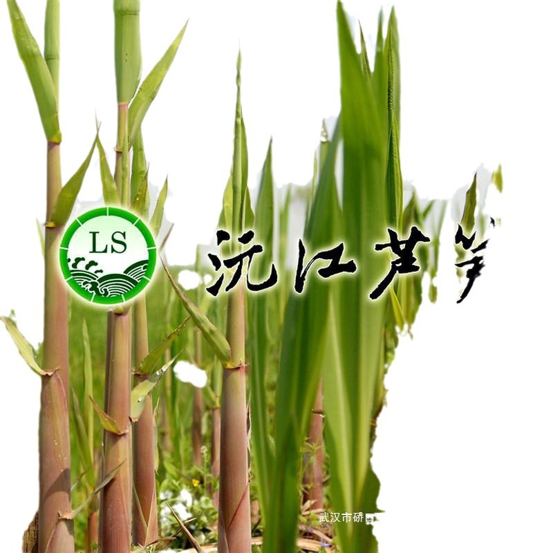 沅江湖南特产包0笋克装虫草洞庭礼盒装益阳芦笋6芦苇原产地22 图片