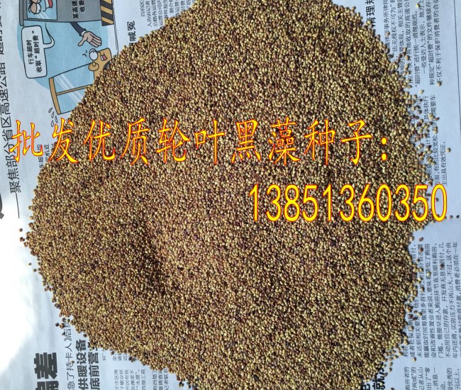 批发优质伊乐藻种子轮叶黑藻种子眼子菜种子菹草种子养虾蟹必备