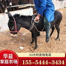 上海德保矮马 活动展示租赁矮马 英国设特兰矮马出租 出售