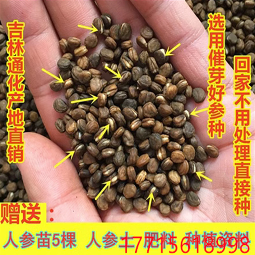 长白山新鲜人参 人参苗 人参种子西洋参种子林下参种子野山参种子